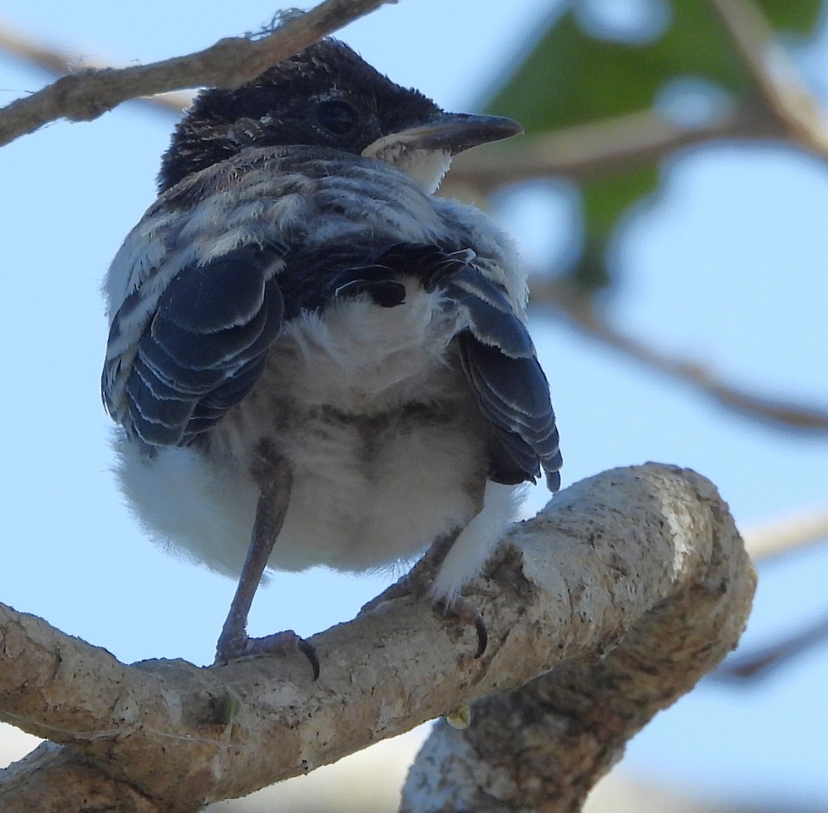 Paperbark Flycatcher - ML639012452