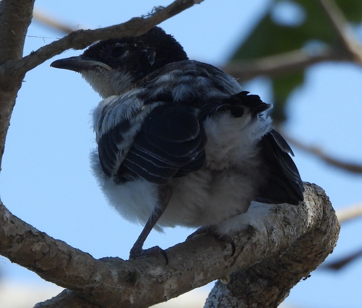 Paperbark Flycatcher - ML639012453