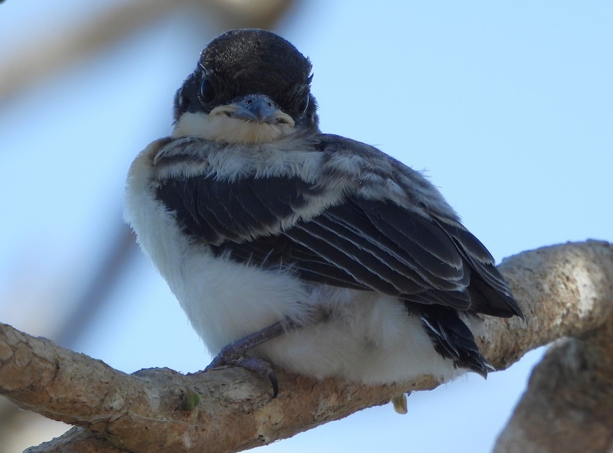 Paperbark Flycatcher - ML639012456