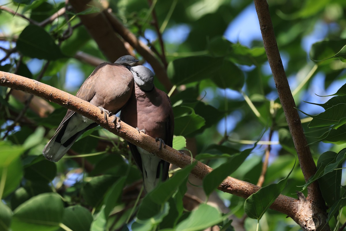 Red Collared-Dove - ML639012458