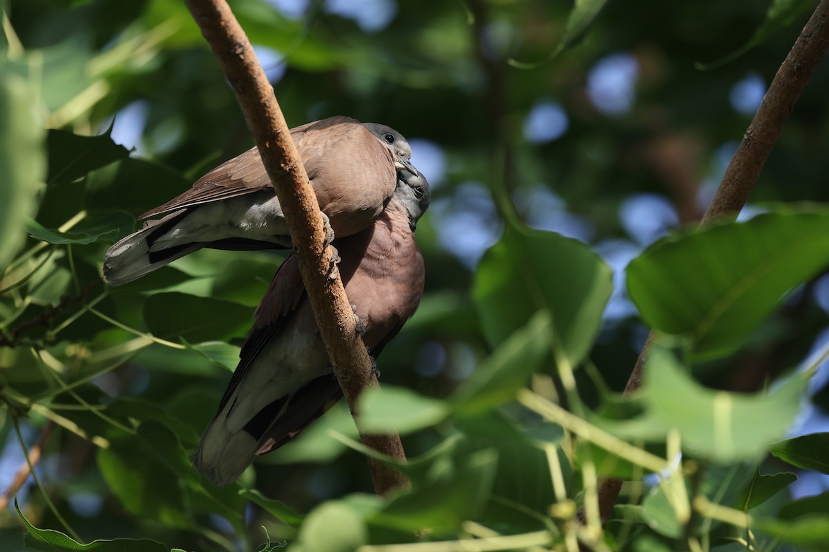 Red Collared-Dove - ML639012459