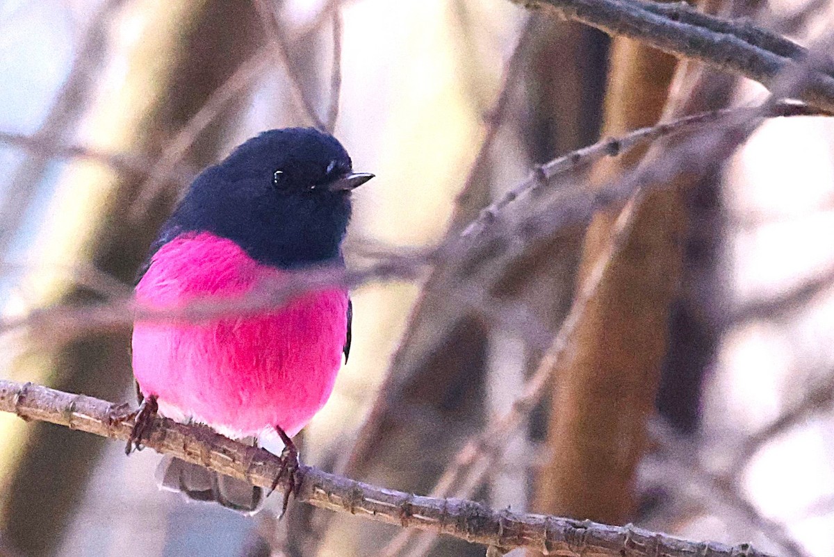 Pink Robin - ML639012461