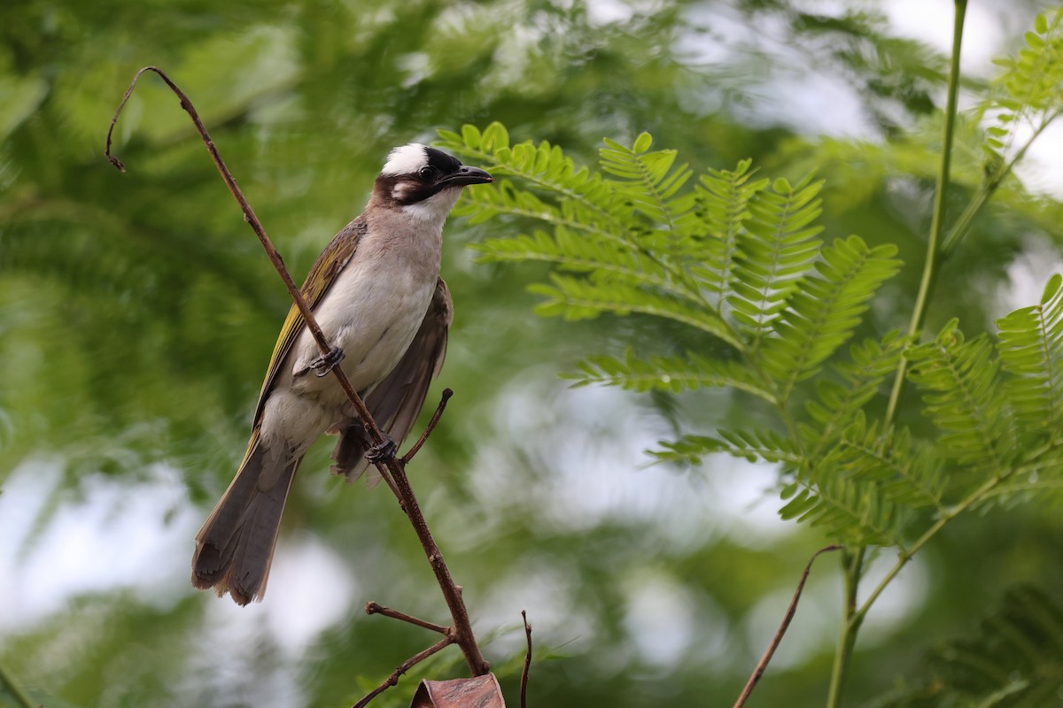 Light-vented Bulbul - ML639012463