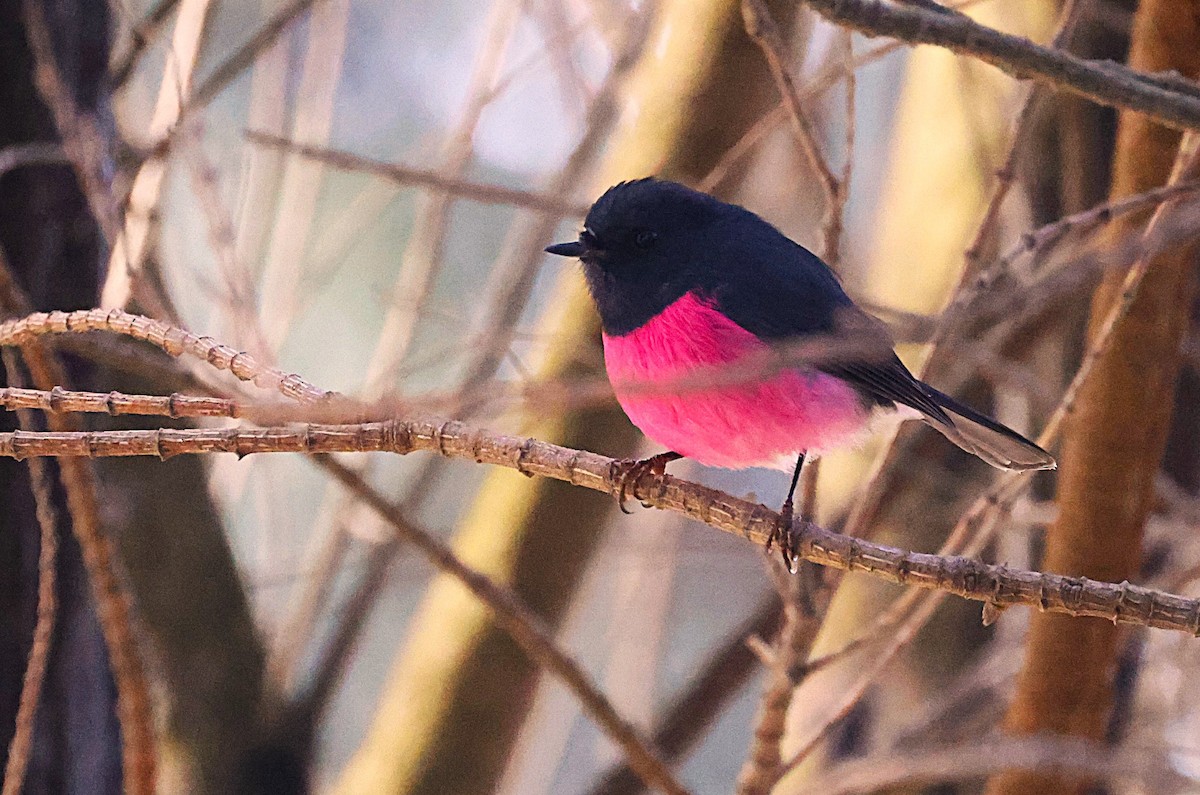 Pink Robin - ML639012465