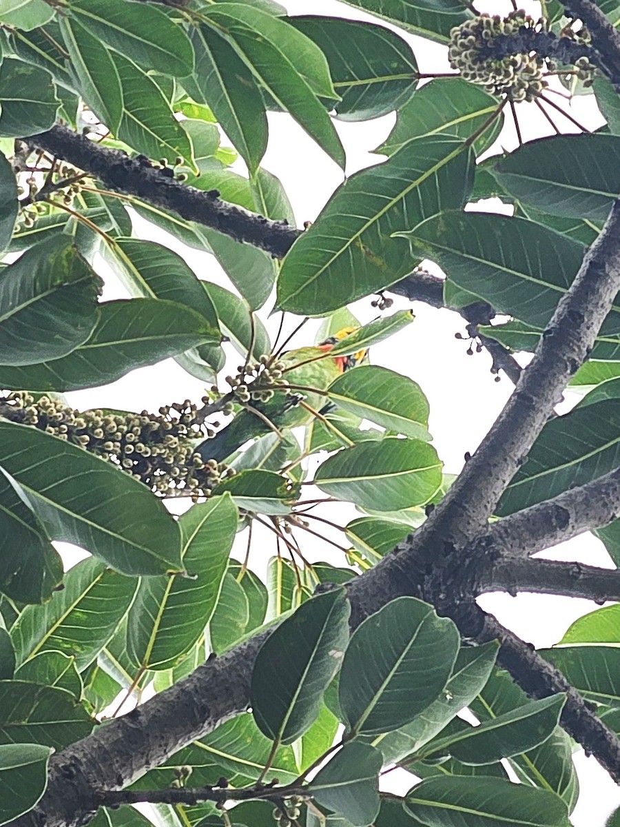 barbet tchajwanský - ML639012476