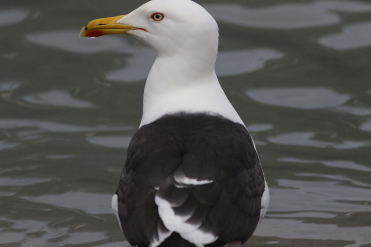 racek žlutonohý (ssp. fuscus) - ML639012489