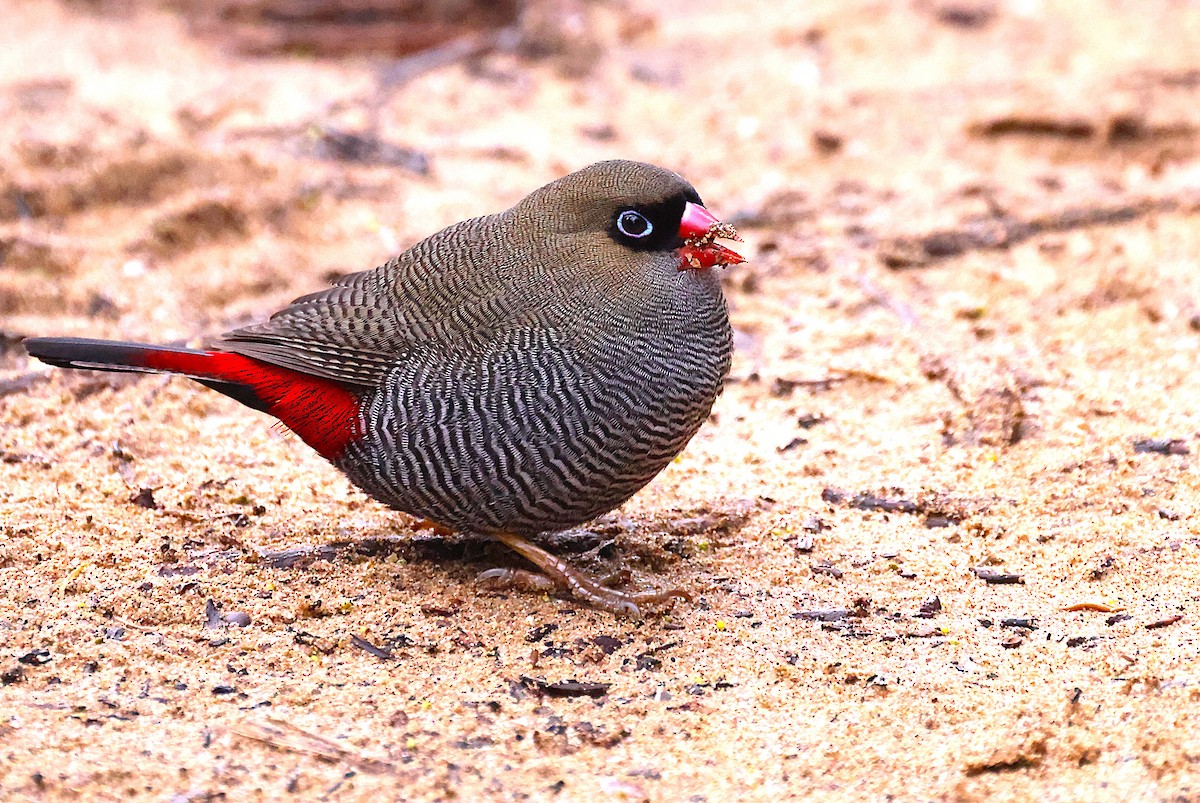 Beautiful Firetail - ML639012490