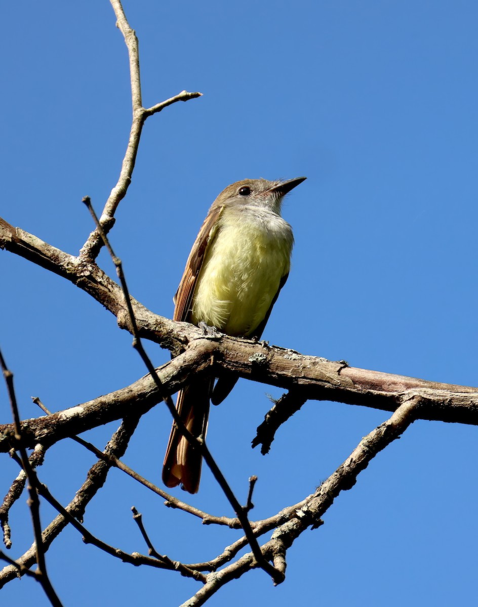 Great Crested Flycatcher - ML639012502