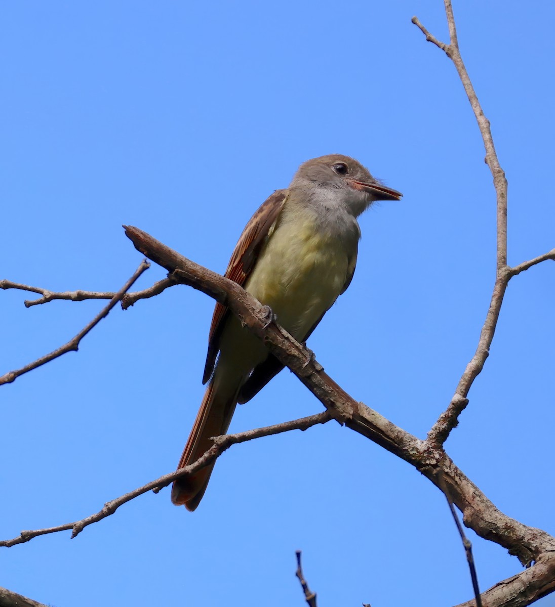 Great Crested Flycatcher - ML639012504