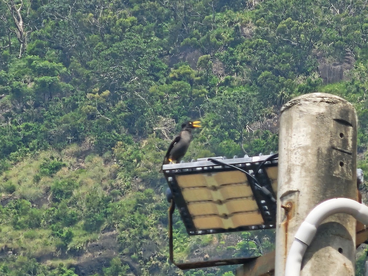 Javan Myna - ML639012507