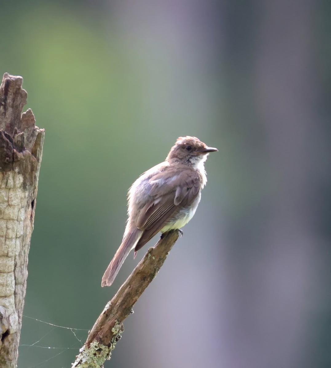 Eastern Phoebe - ML639012508