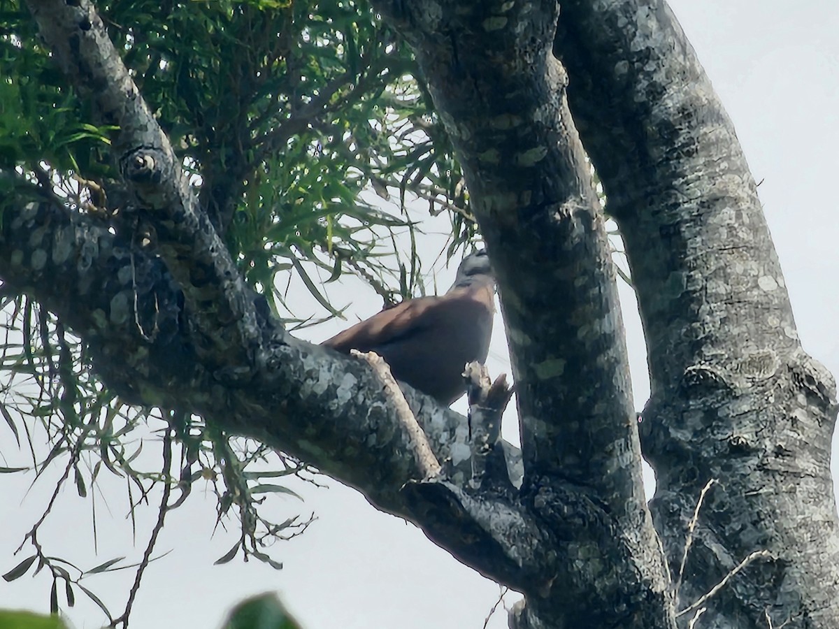 Red Collared-Dove - ML639012509