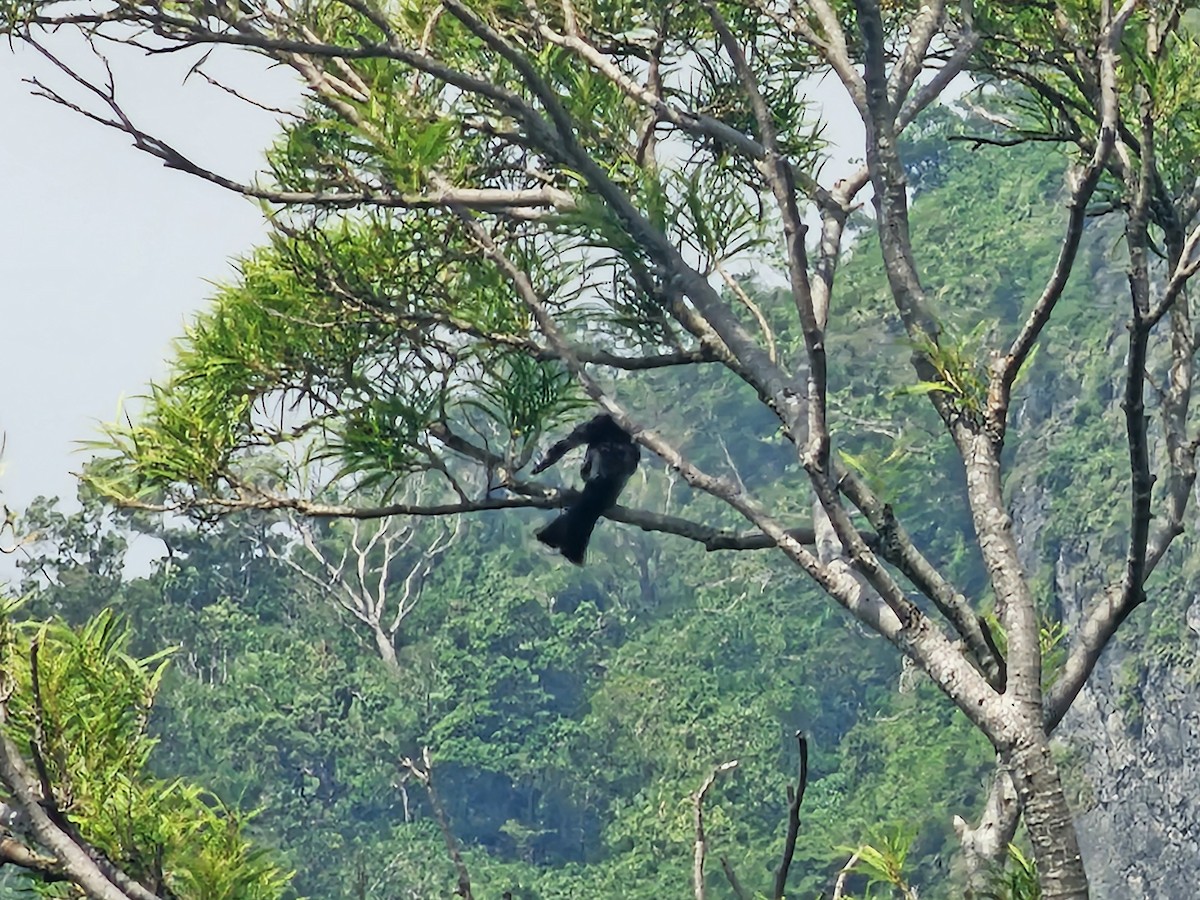 Black Bulbul - ML639012511