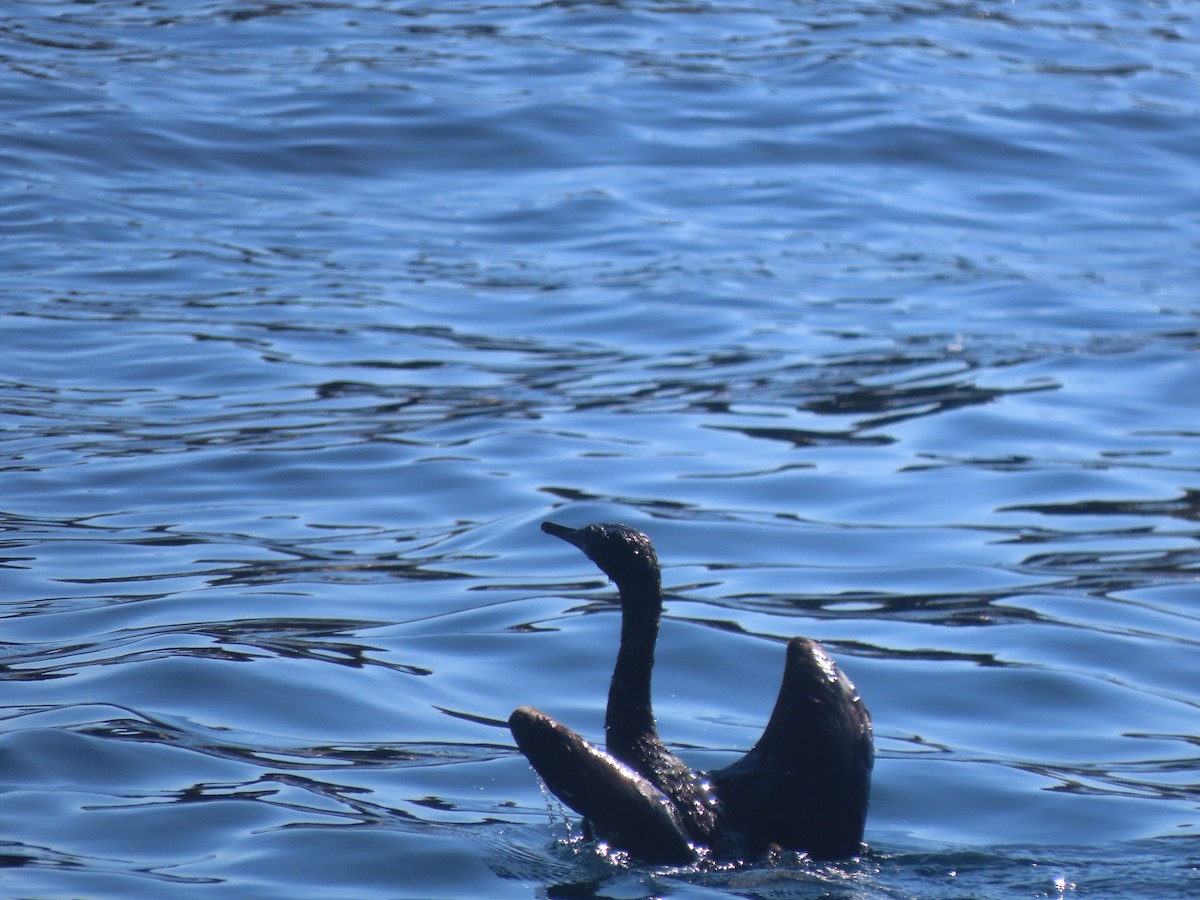Pelagic Cormorant - ML639012515