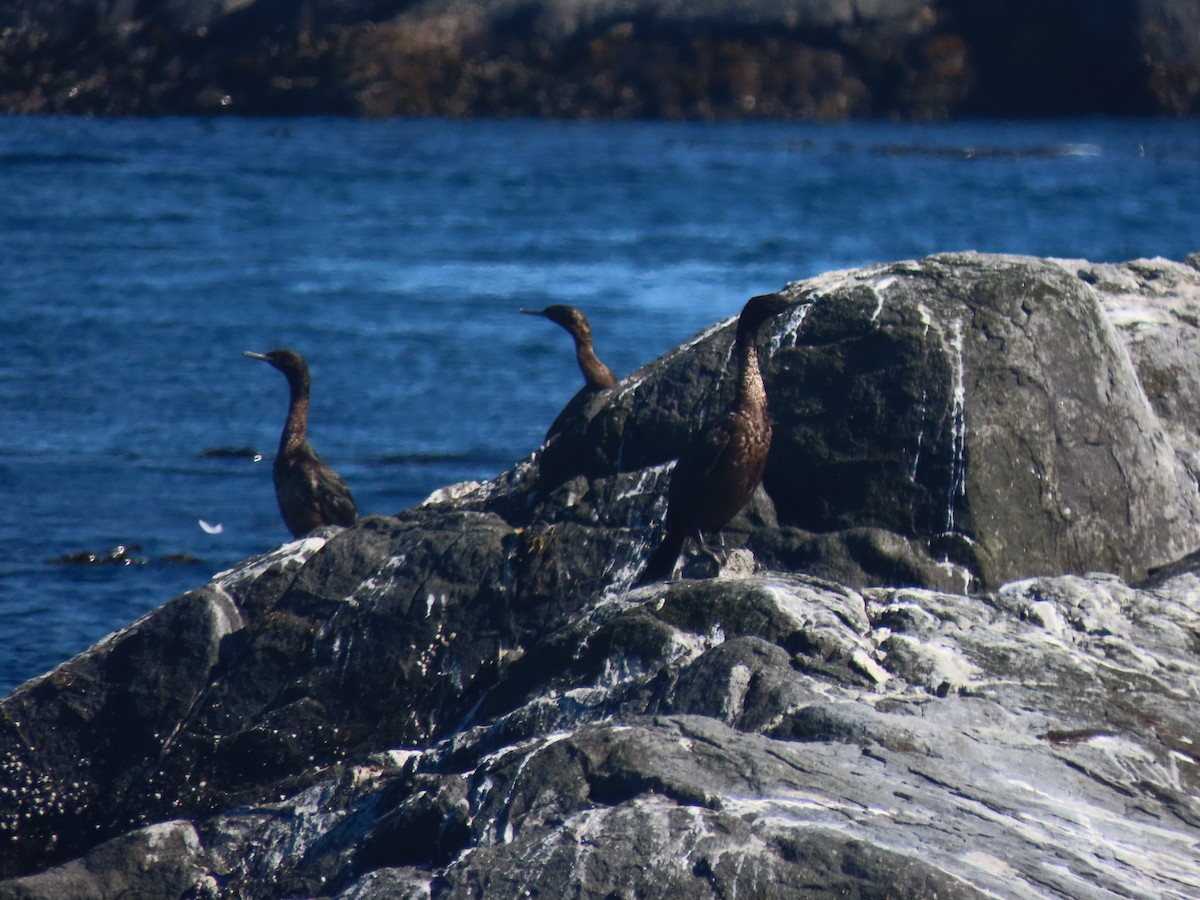 Pelagic Cormorant - ML639012516