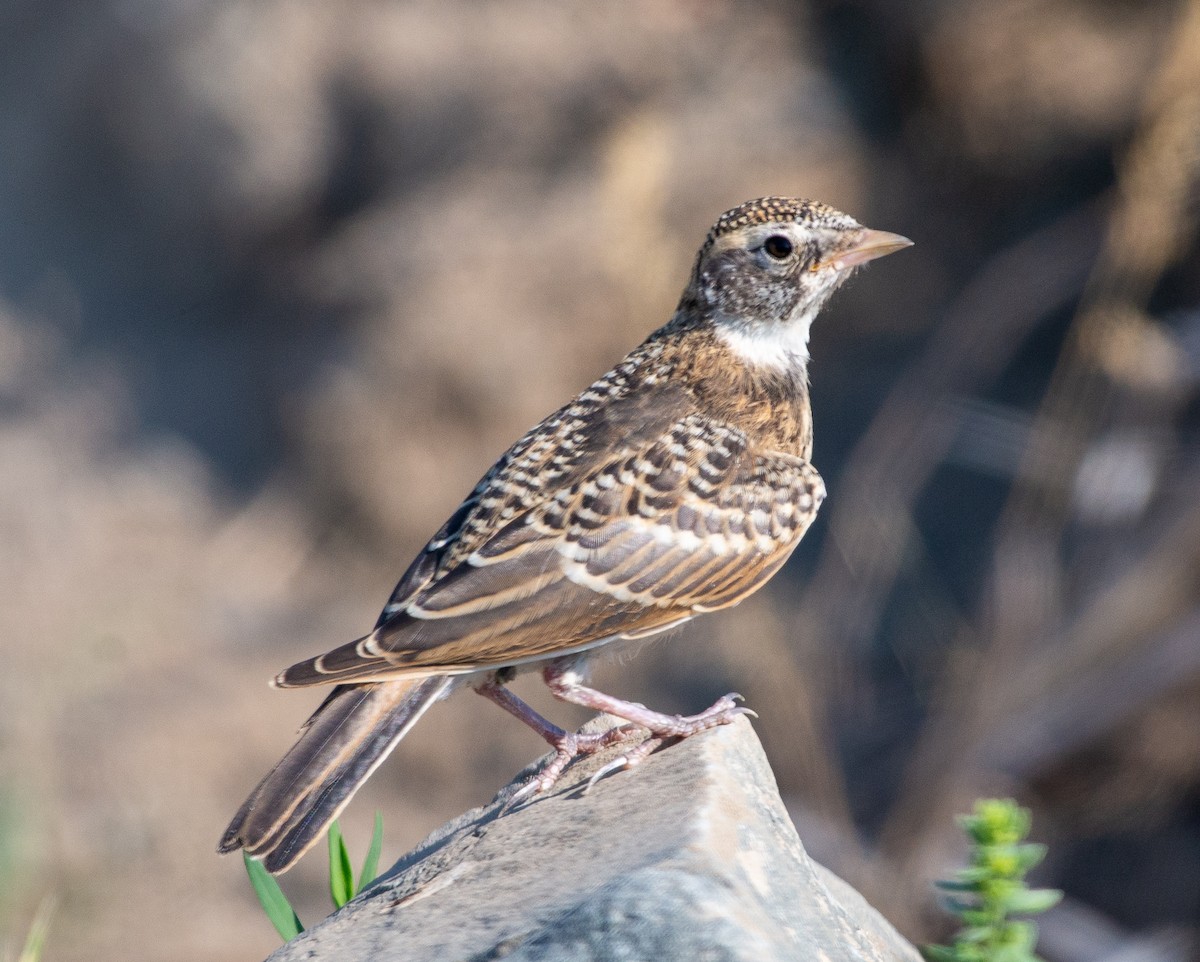 Horned Lark - ML639012517