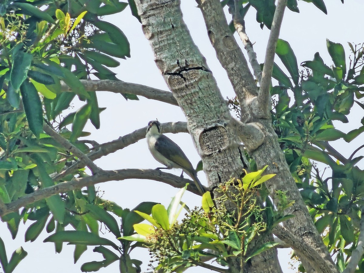 Styan's Bulbul - ML639012519
