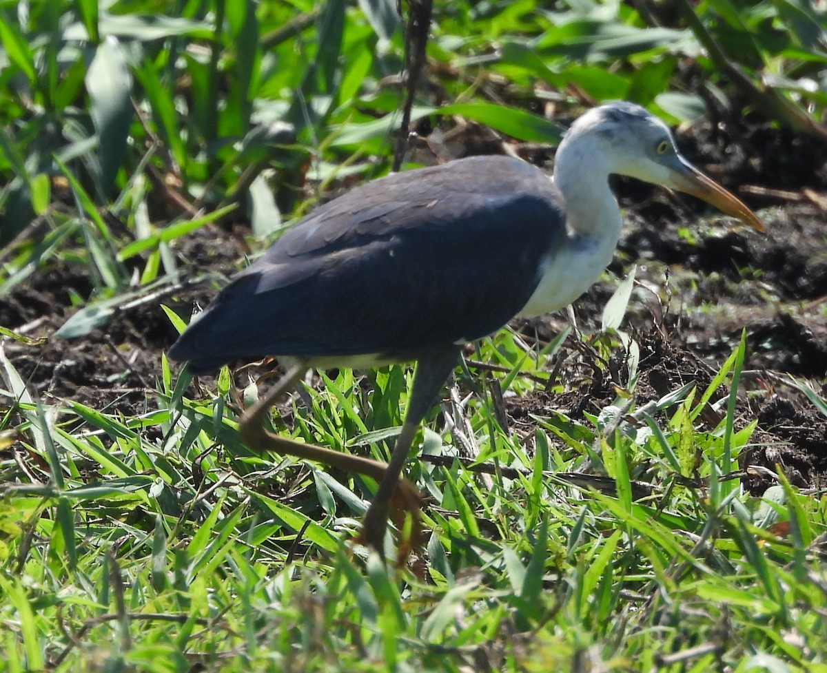 Pied Heron - ML639012522