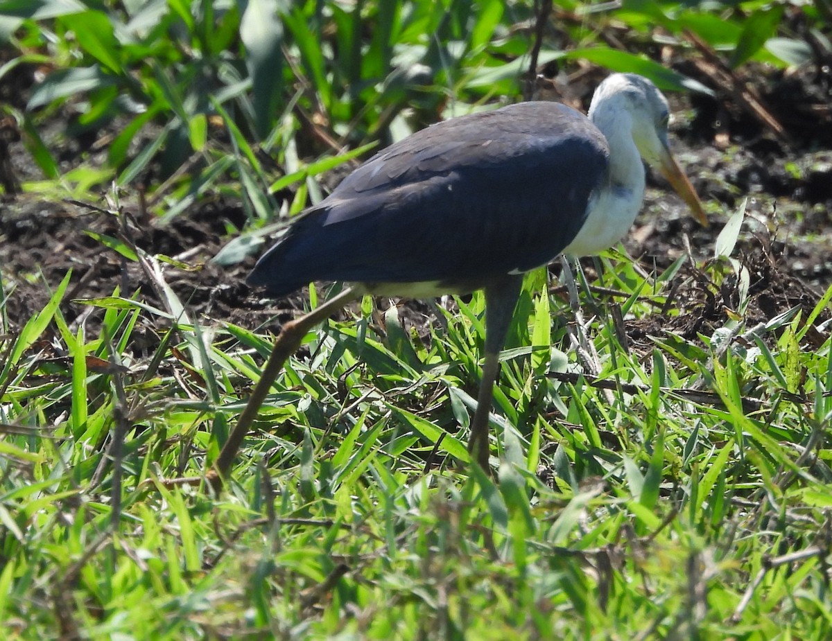 Pied Heron - ML639012523