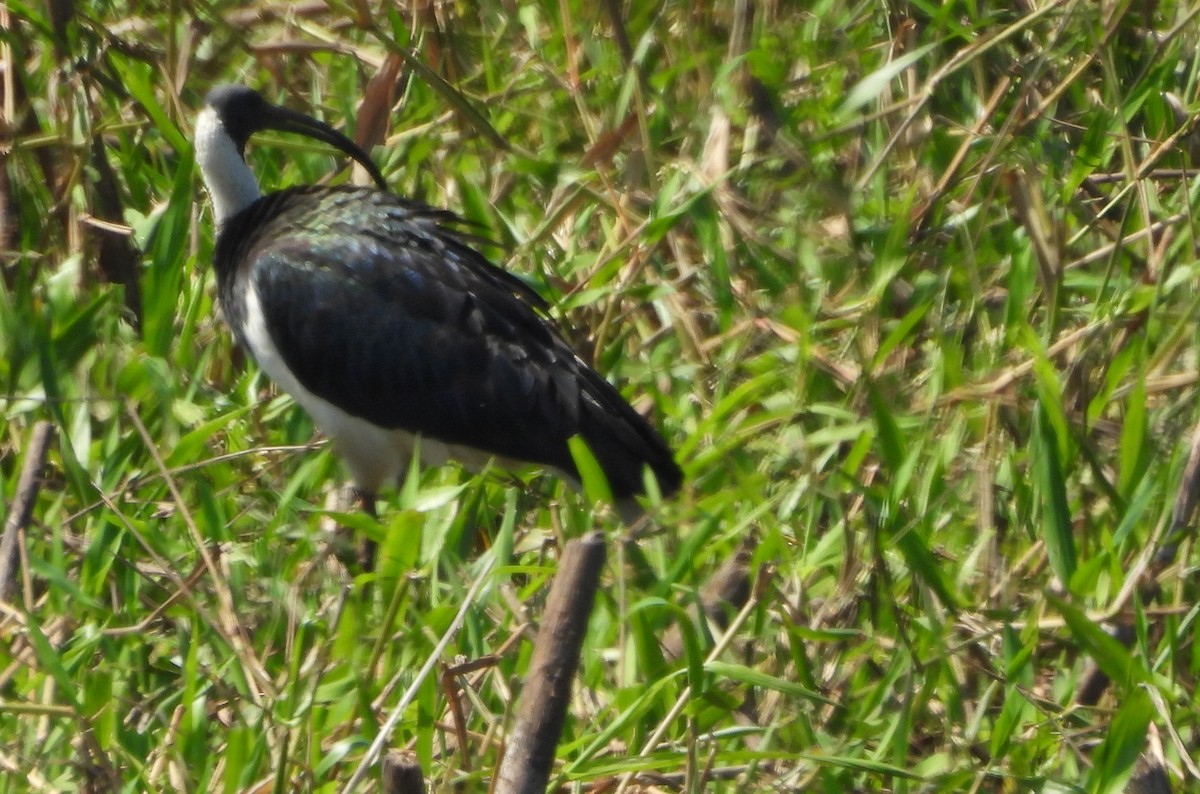 Pacific Heron - ML639012525