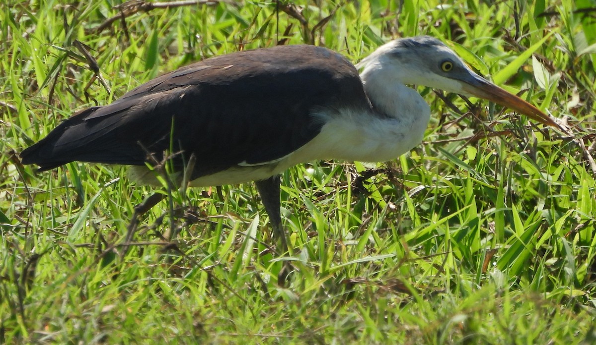 Pied Heron - ML639012526