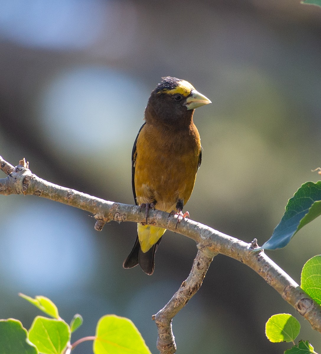 Evening Grosbeak - ML639012528