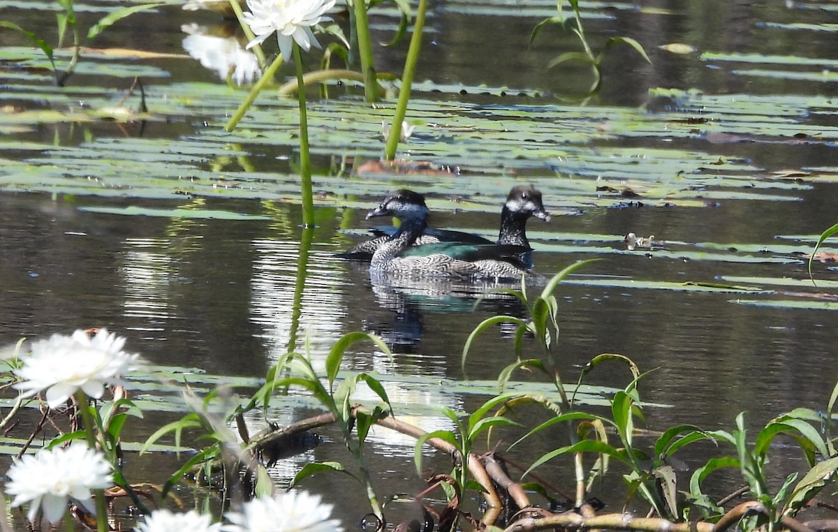 Green Pygmy-Goose - ML639012530