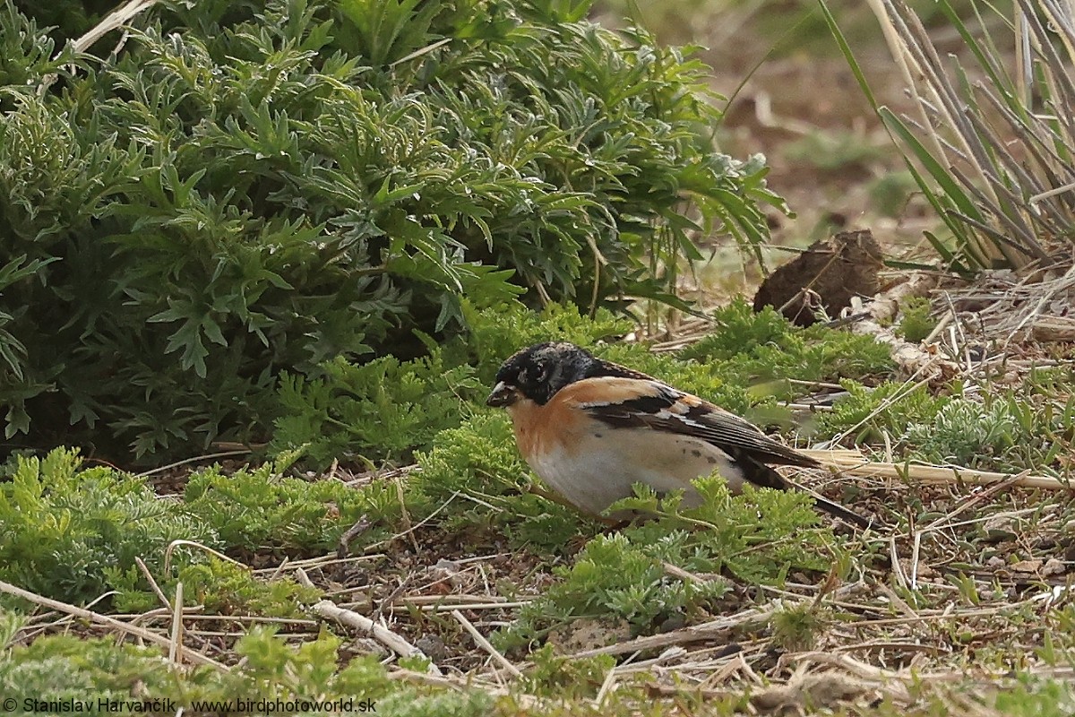 Brambling - ML639012531