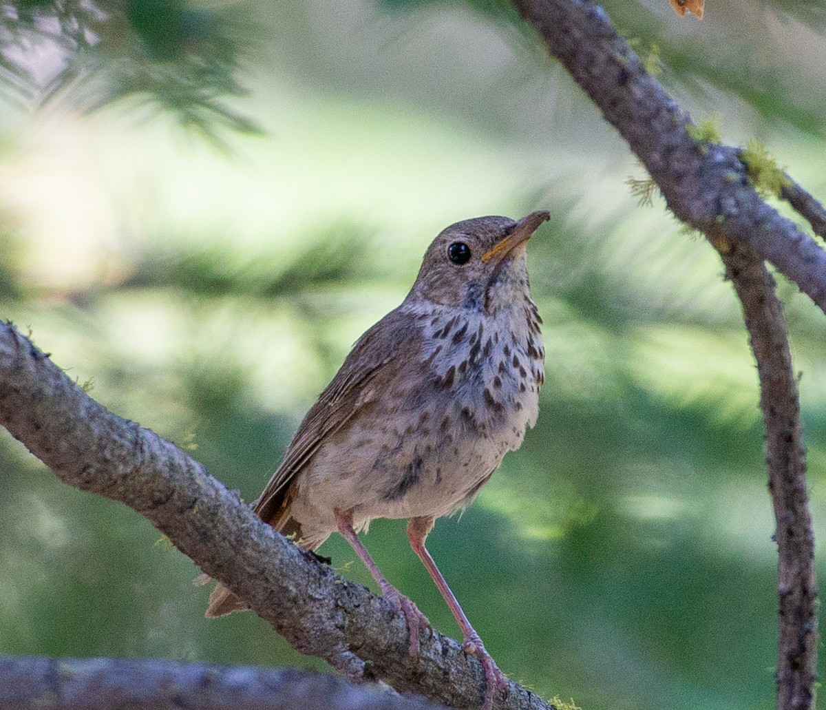 Hermit Thrush - ML639012533