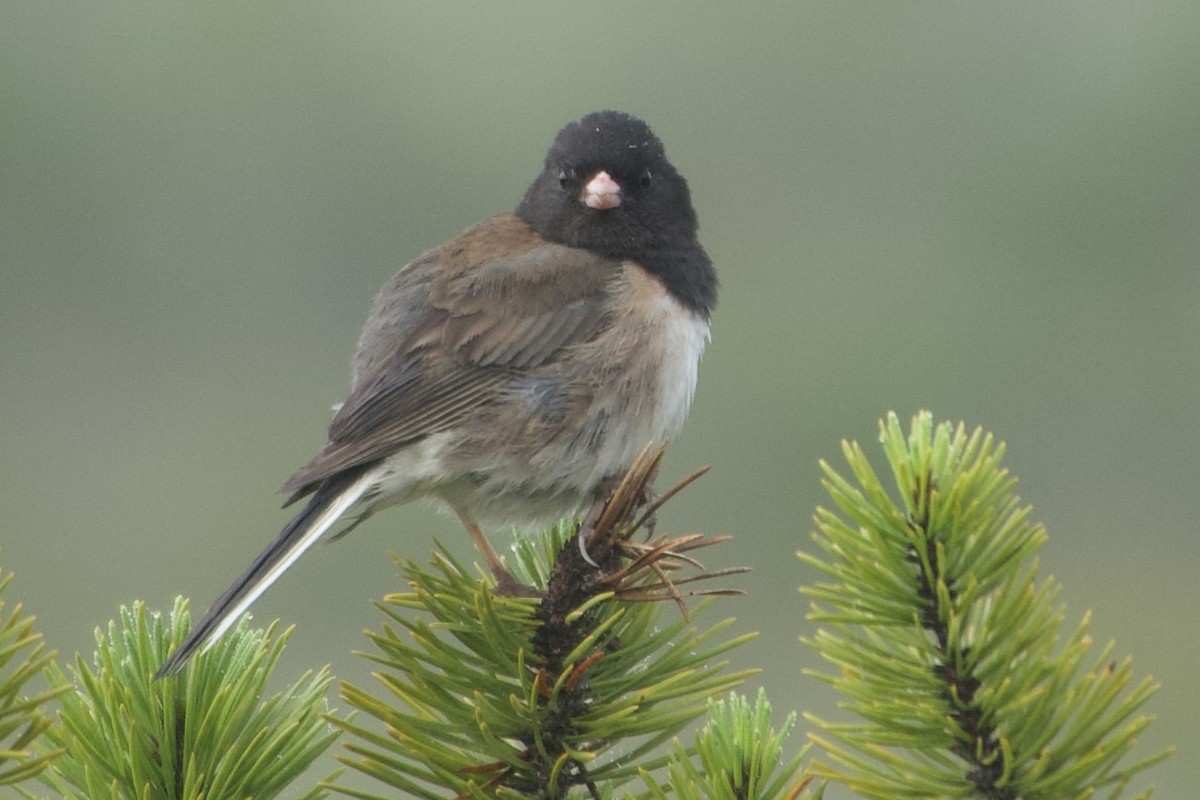 Dark-eyed Junco - ML639012542