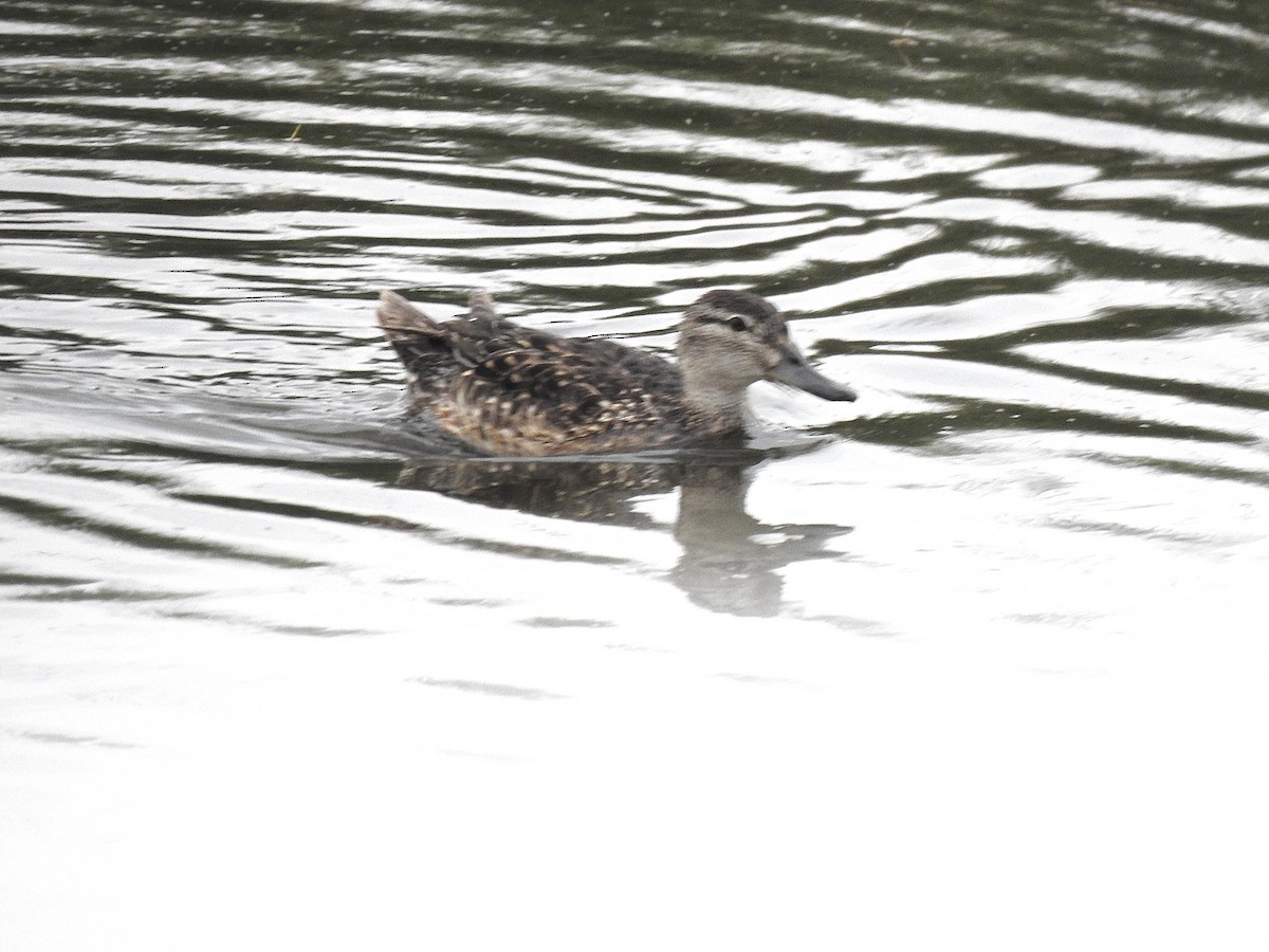 Blue-winged Teal - ML639012546