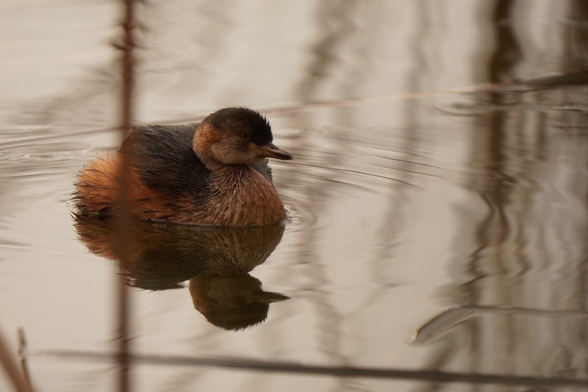 Australasian Grebe - ML639012572