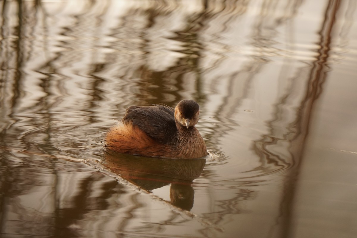 Australasian Grebe - ML639012573