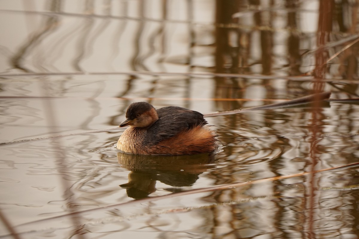 Australasian Grebe - ML639012575