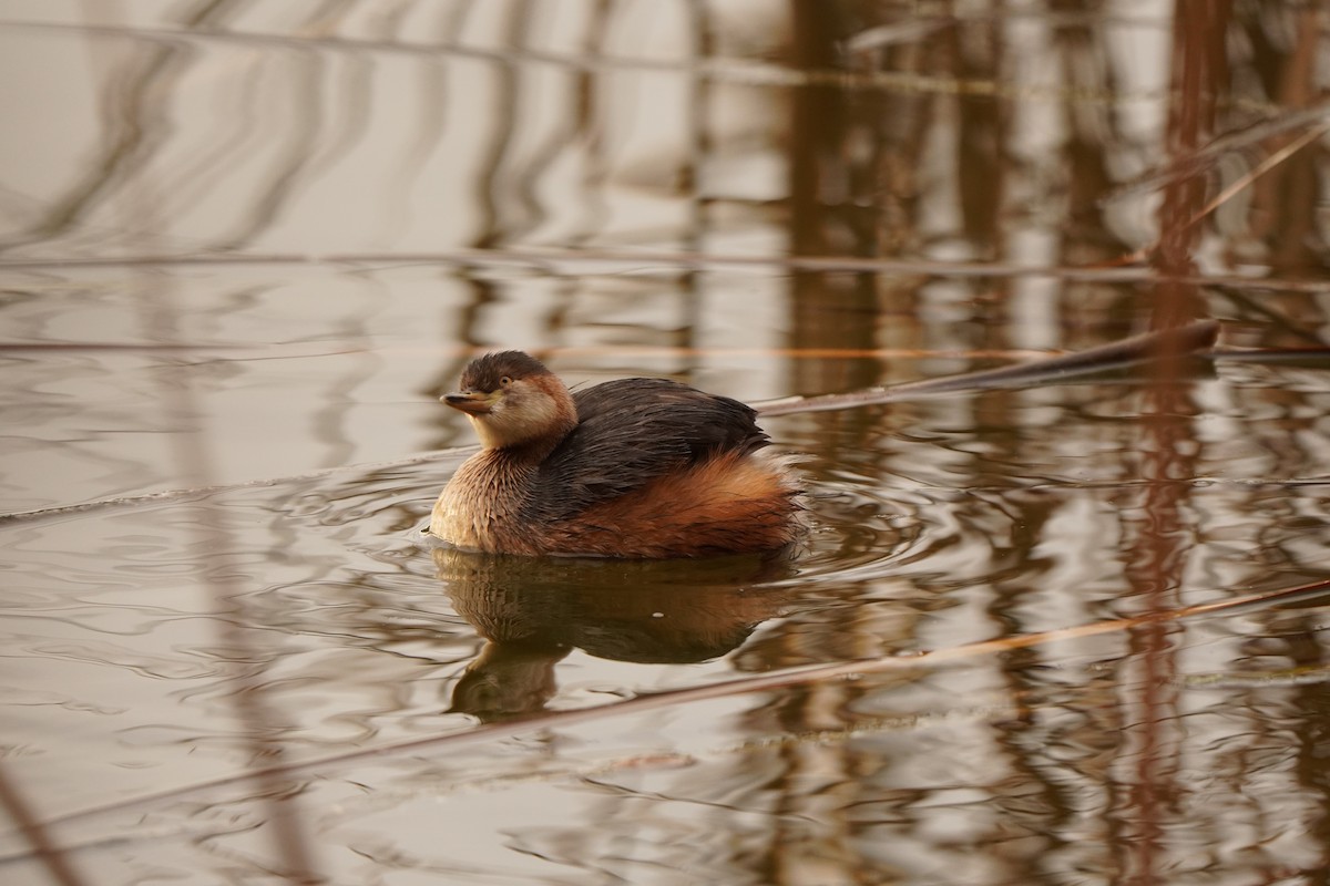 Australasian Grebe - ML639012576