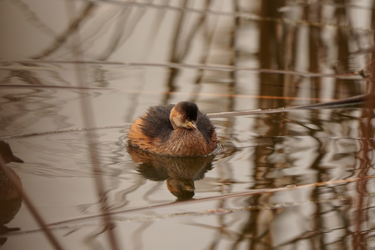 Australasian Grebe - ML639012578
