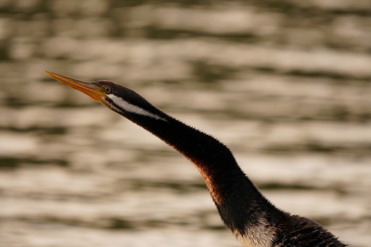 Australasian Darter - ML639012584