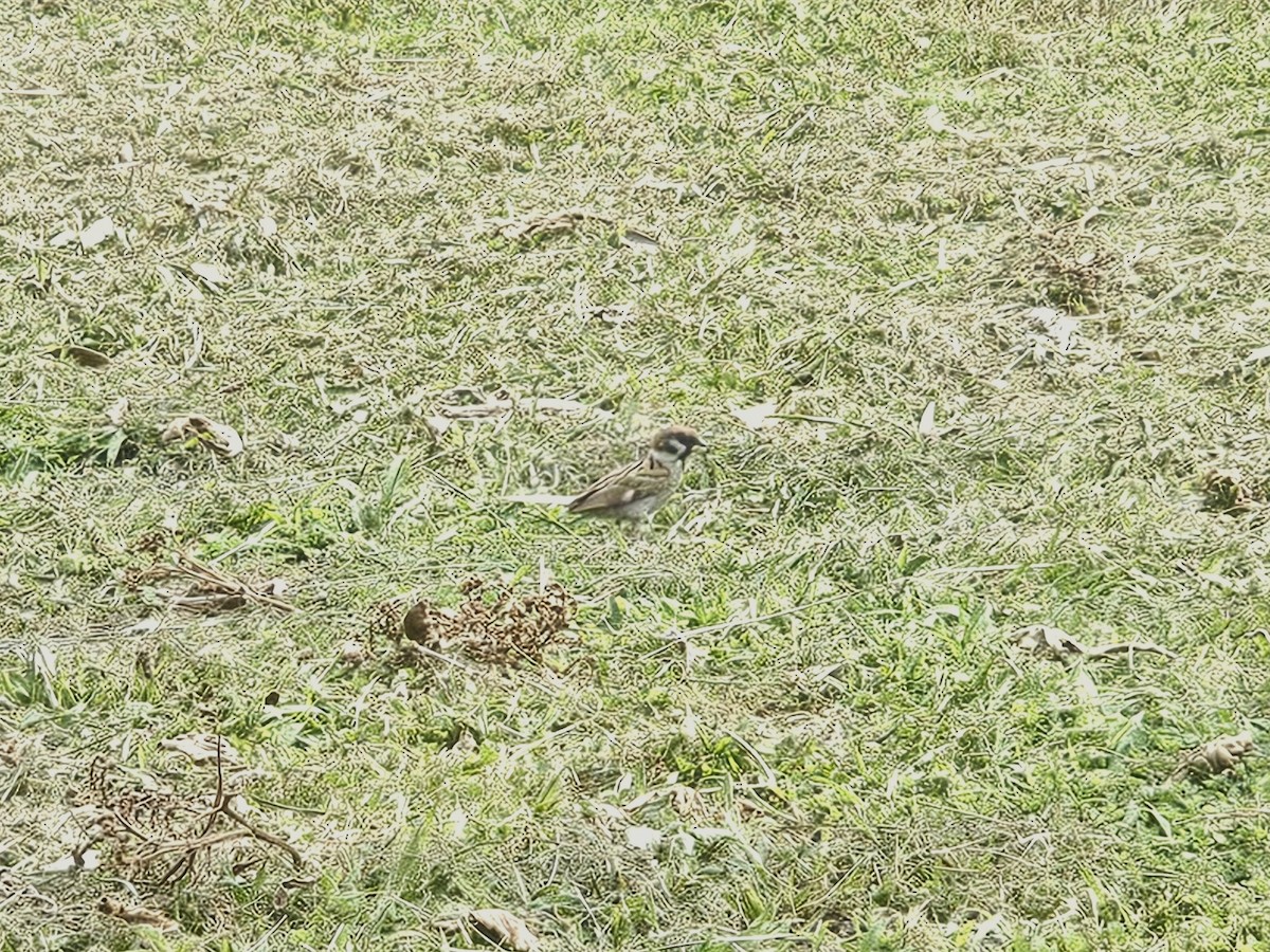 スズメ - ML639012592