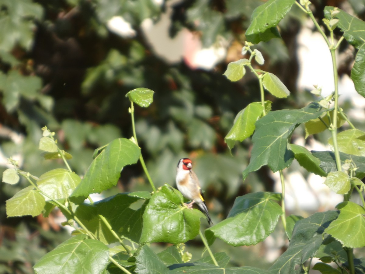 stehlík obecný - ML639012636