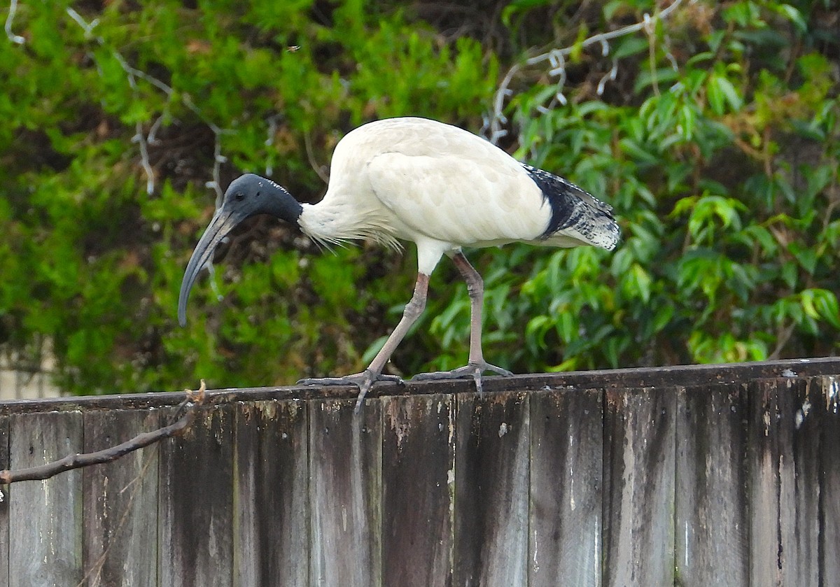 Ibis Moluqueño - ML639012655