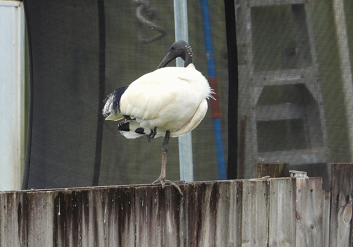 Ibis Moluqueño - ML639012659