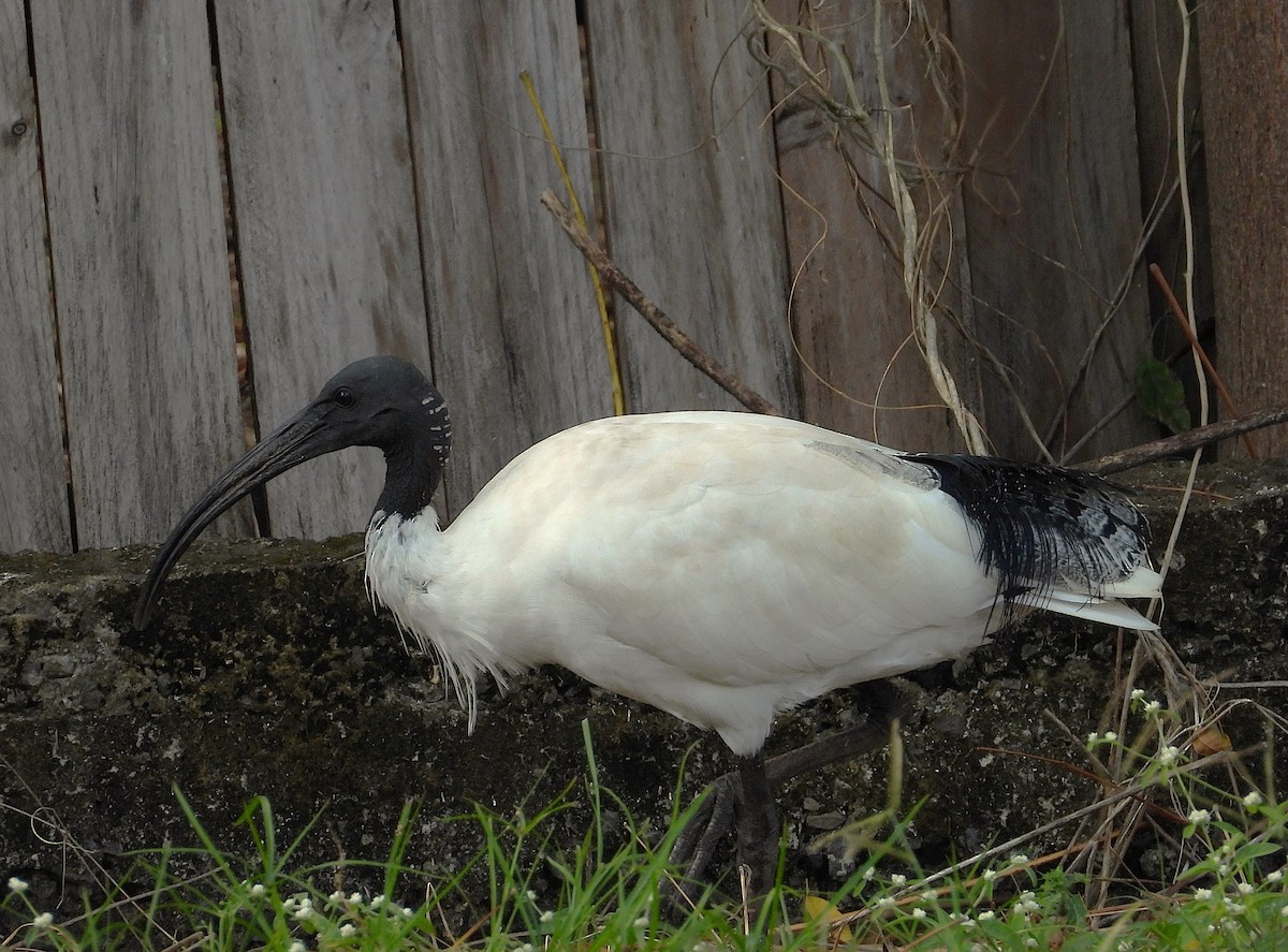 Ibis Moluqueño - ML639012660