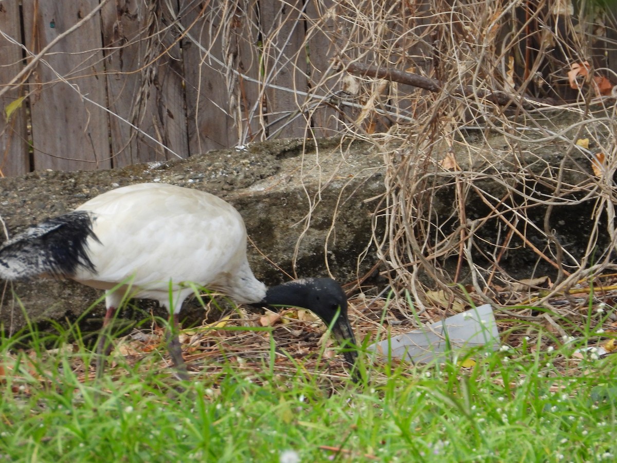 Ibis Moluqueño - ML639012661
