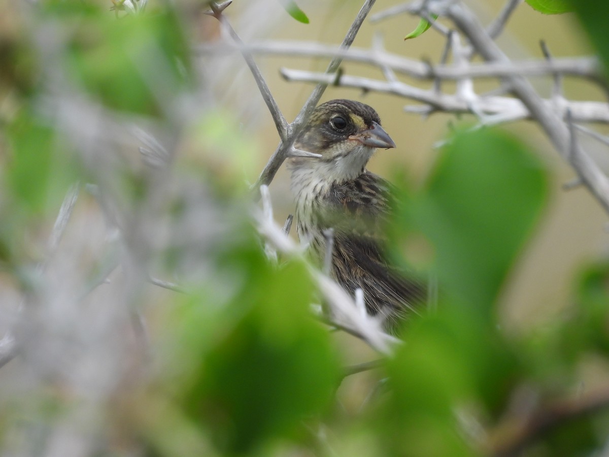 Seaside Sparrow - ML639012697