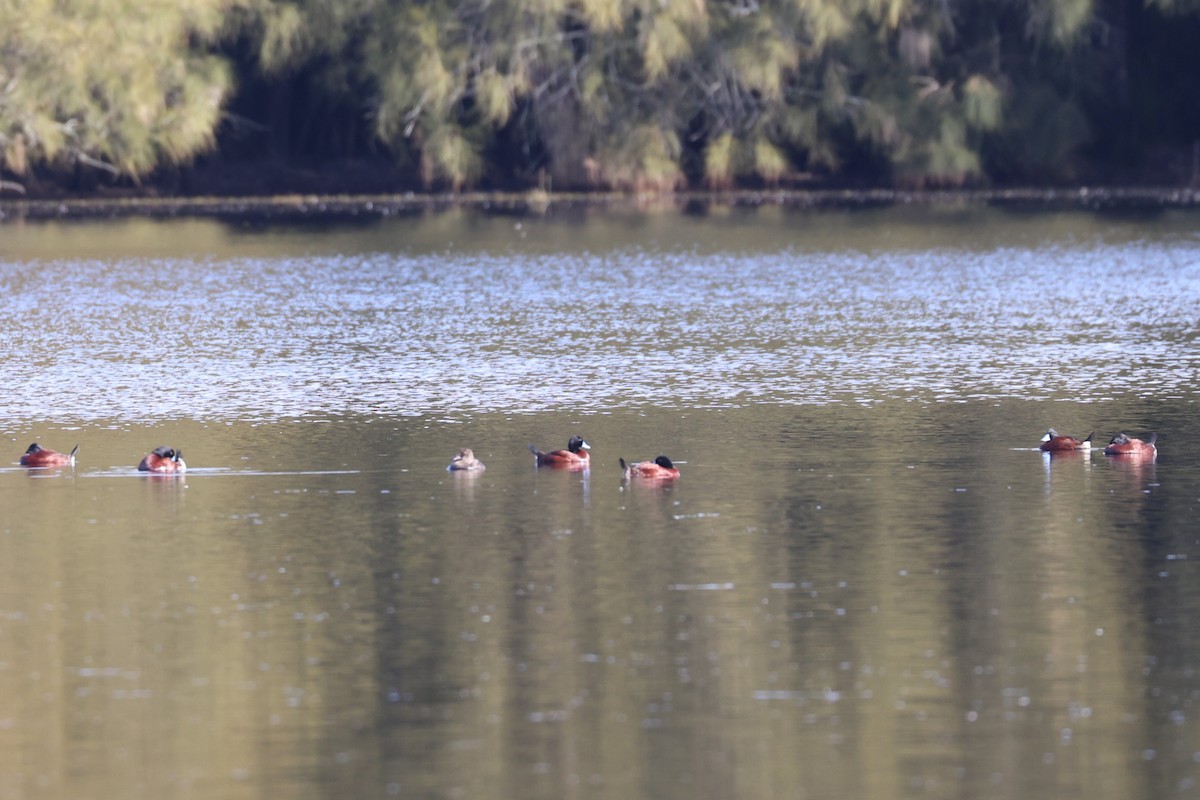 Blue-billed Duck - ML639012698