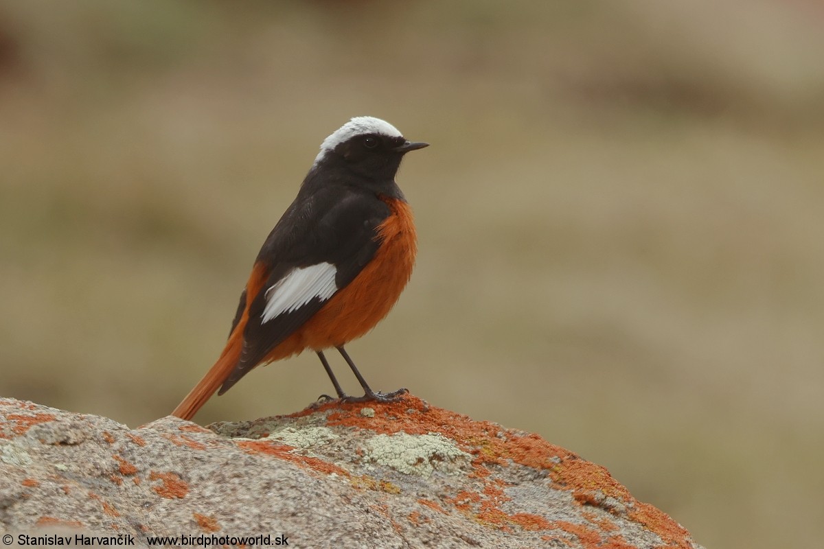 White-winged Redstart - ML639012699