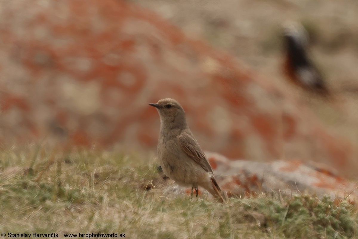 White-winged Redstart - ML639012700