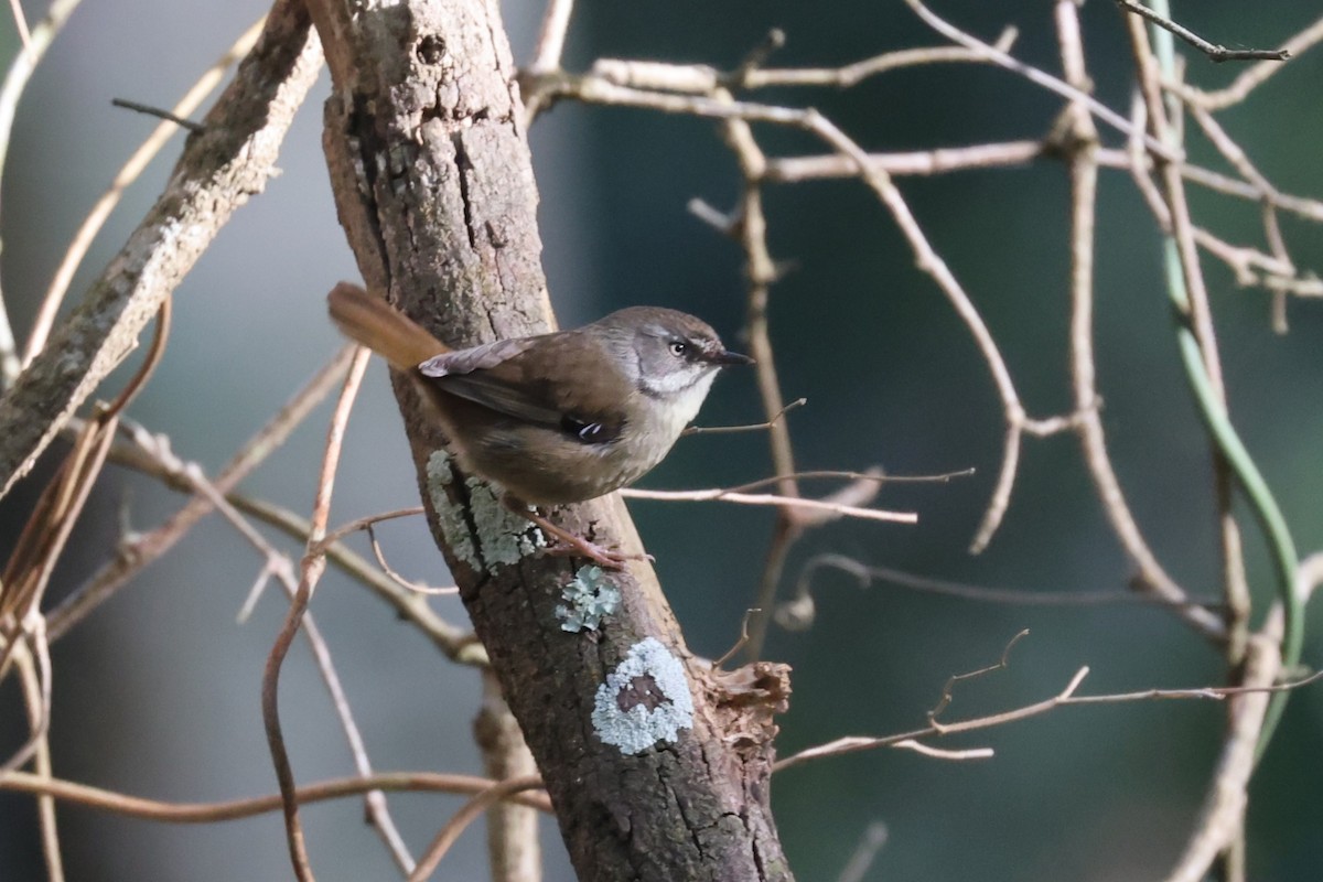 White-browed Scrubwren - ML639012701