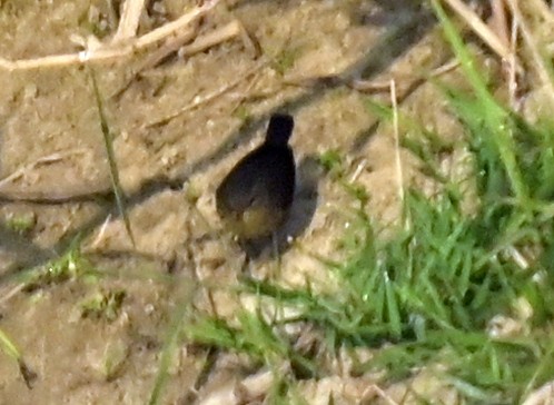 Smoky Warbler - ML639012702
