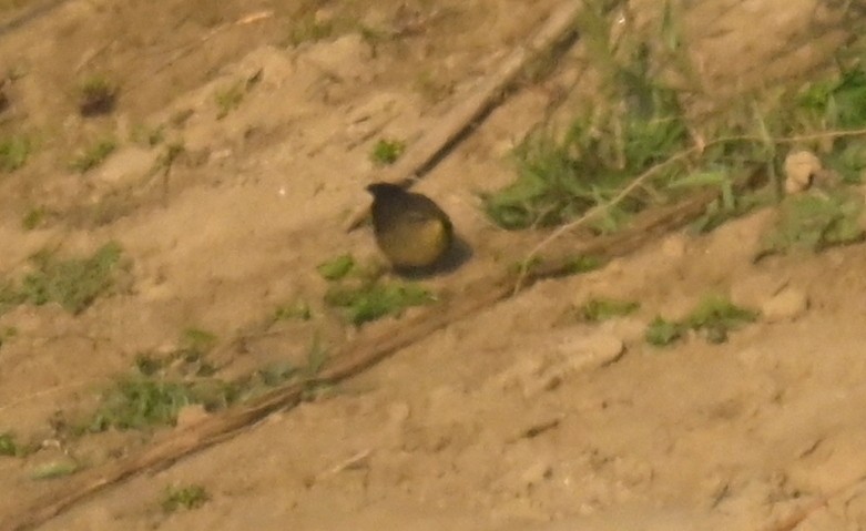 Smoky Warbler - ML639012703